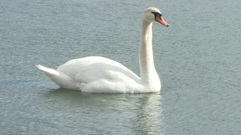 Swan in water Stock Footage 85628818