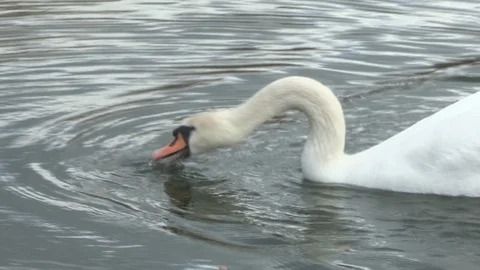 Swan in water Stock Footage 85628902
