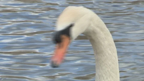 Swan in water Stock Footage 85629440