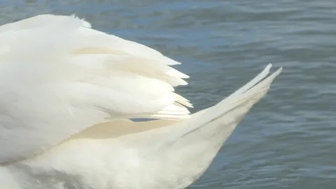 Swan in water Stock Footage 85629512