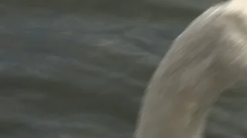 Swan in water Stock Footage 85630201