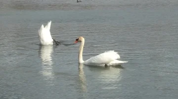Swan in water Stock Footage 85630259