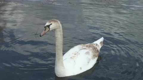 Swan in water Stock Footage 85630420