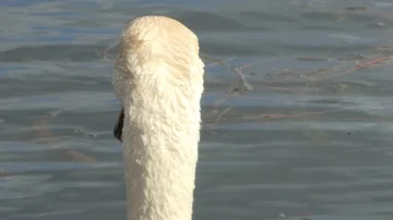 Swan in water Stock Footage 85631109