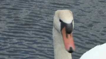 Swan in water Stock Footage 85631681