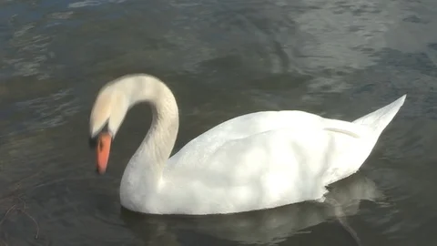 Swan in water Stock Footage 85631833