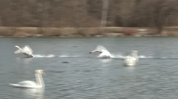 Swan in water Stock Footage 85631890