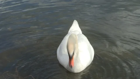 Swan in water Stock Footage 85631938