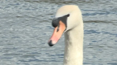 Swan in water Stock Footage 85631992