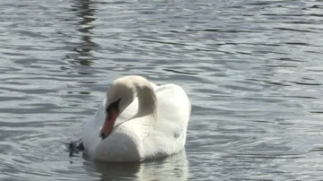 Swan in water Stock Footage 85632343