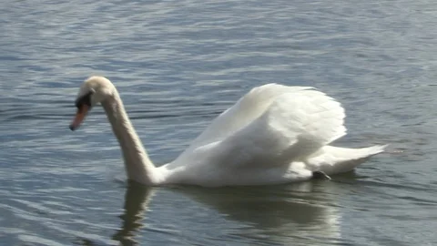 Swan in water Stock Footage 85632599
