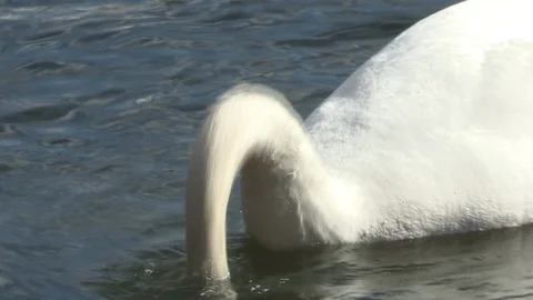 Swan in water Stock Footage 85632841