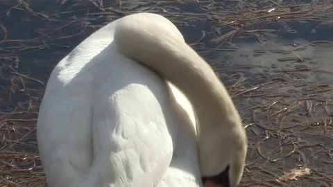 Swan in water Stock Footage 85632860