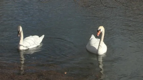 Swan in water Stock Footage 85633024