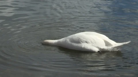 Swan in water Stock Footage 85633031