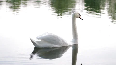 Swan on the water Video stock 91737025