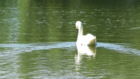 Swan on the water 库存影片 91737658