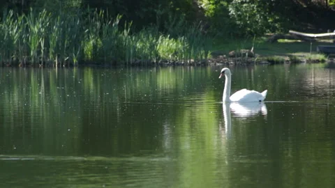 Swan on the water Video stock 91737801