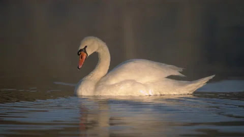 Swan in water Stock Footage 140400704