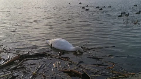 Swan On The Water Stock Footage 229482625