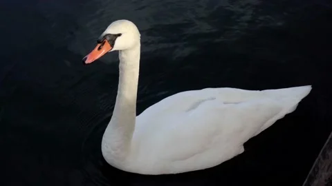 Swan on the water looks at camera Stock Footage 225348355