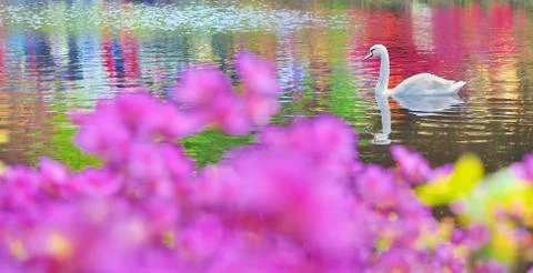 Swan on water Stock Photos