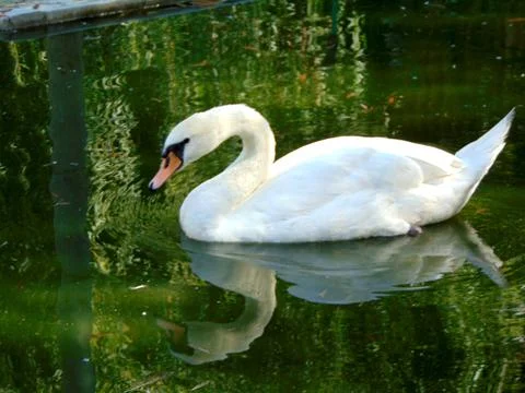 A swan on the water Stockfoto's