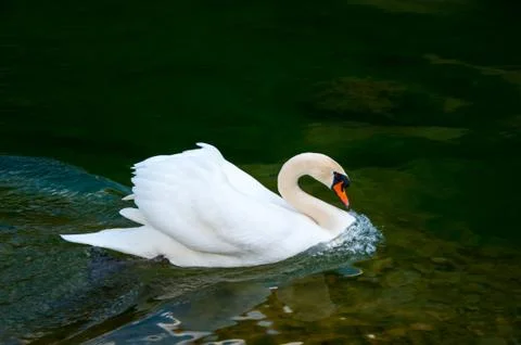 Swan on the water surface Stock Photos