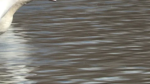 Swan in water, timelaps Stock Footage 85632191