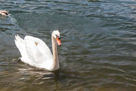 Swan on the waterfront Stock Photos