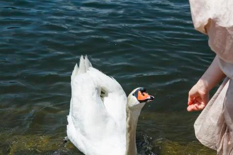 Swan on the waterfront Stock Photos
