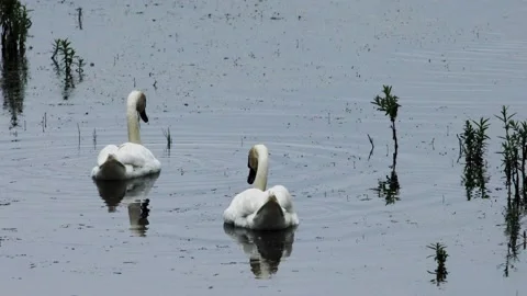 A Swan in the wild Stock Footage 132621330