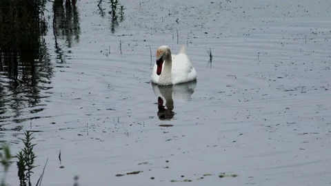 A Swan in the wild Stock Footage 132621335