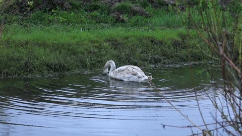  swan in the wild 動画素材 239071659