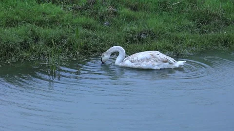  swan in the wild Stock Footage 239071673