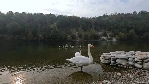Swan on the wild lake Stock Footage 220313398