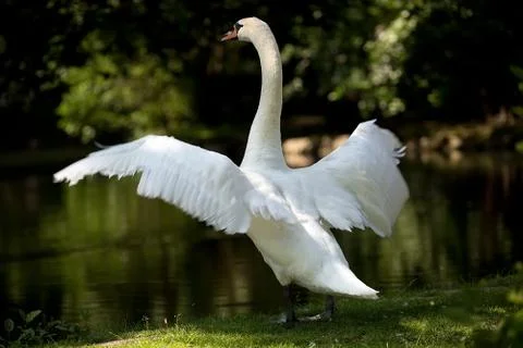 Swan in the wild Stock Photos