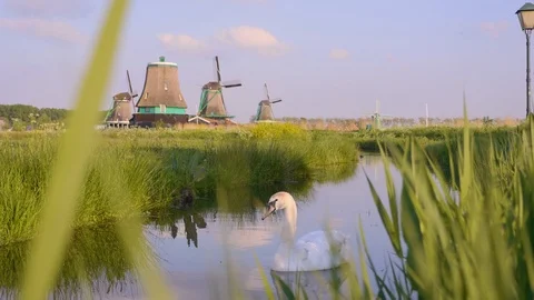 Swan at Windmills in Netherlands Stock Footage 116804154