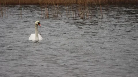 Swan on windy day Video stock 168226058