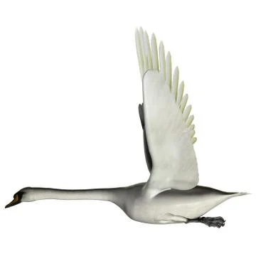 Swan wings up Illustrazione stock
