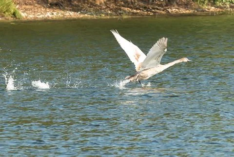 Swan wings Foto stock