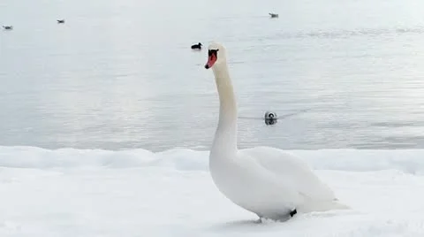 Swan in winter Stock Footage