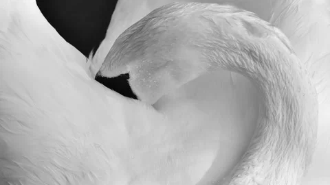 Swan wool animation Stock Footage 154498316