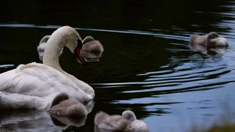 Swan with young cygnet float on the river Stock Footage 203839057