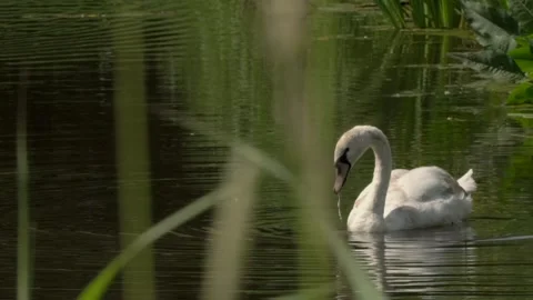 Swan young Stock Footage 142212917