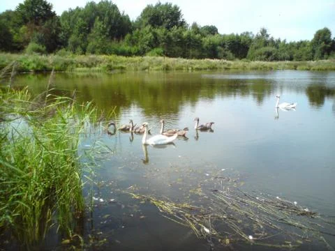 Swan with young 스톡 사진