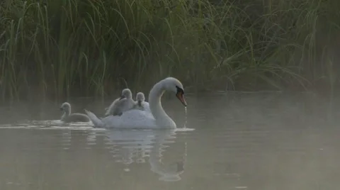 SWAN WITH YOUNGS ON THE BACK Stock Footage 68906756