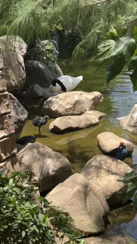 Swan in the zoo Stock Footage 279138219