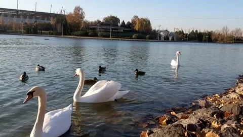 Swan1 Stock Footage 143962910