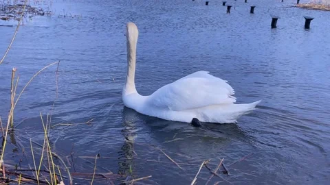 Swan1 Stock Footage 182421435